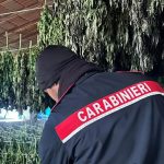 Maxi sequestro di marijuana a Bortigali, arrestati 2 giovani