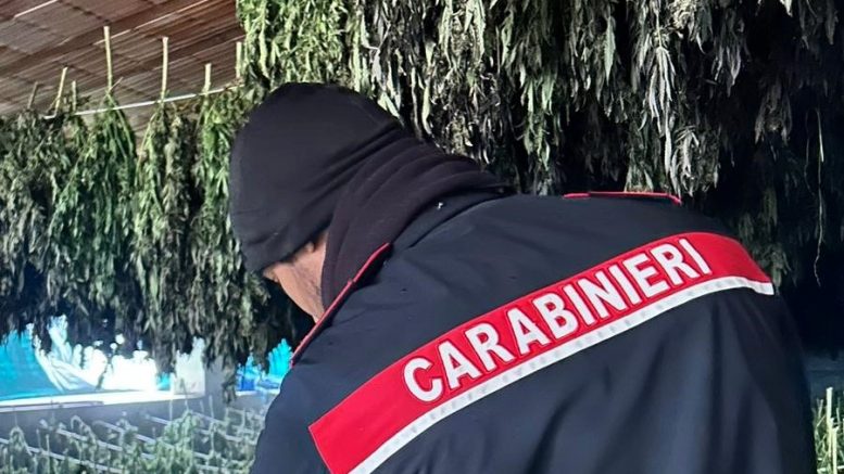 Maxi sequestro di marijuana a Bortigali, arrestati 2 giovani